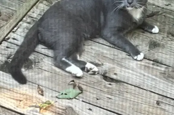 Lost Cat Found on Woodbine Road, 3171