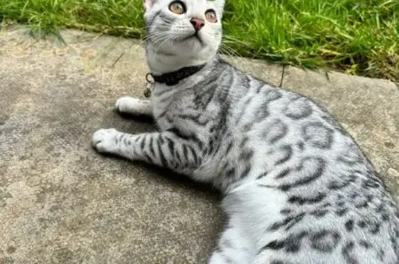 Missing Bengal Tiger Cat – Grey Stripes, 1.5 Yrs