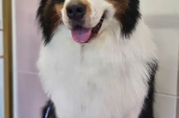 Chien perdu , photo : Chiens disparus à Porquéricourt, aidez-nous !