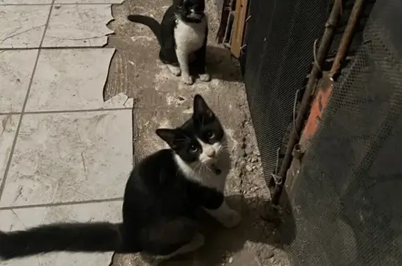 Gato encontrado en Av. Melchor Ocampo, Chihuahua