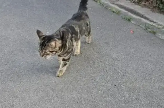 Chat maigre trouvé dans allée de garage - photo