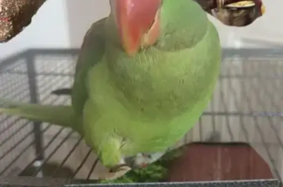 Lost Alexandrine Parrot: Help Find Coo Coo!