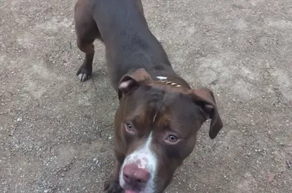 Jeune Amstaff femelle trouvée à Lyon - photo