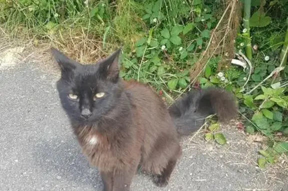 Animaux trouvés Moëlan-sur-Mer, photo: Chat trouvé à Kerliviou sans collier