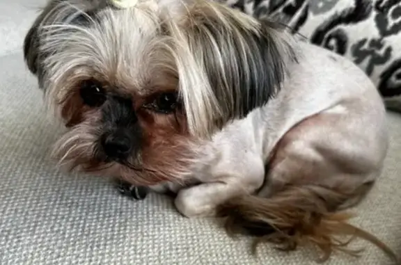 Missing Shih Tzu Yorkie - Club Drive, Deptford