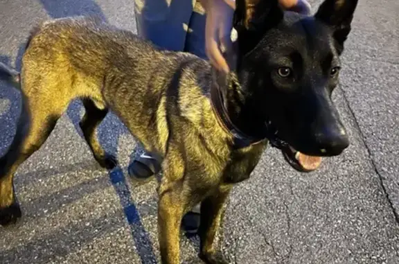 Chien malinois mâle trouvé à Neuvecelle - photo
