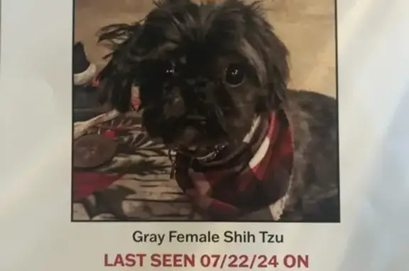 Lost Gray Shih Tzu on 7/22 - Falls Church