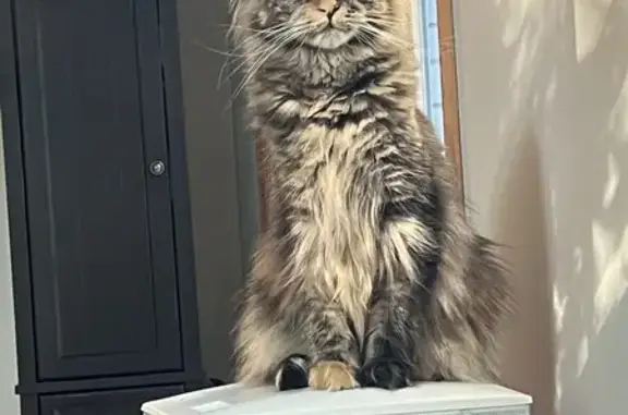 Lost Maine Coon: Mabel, 11lbs, Hilliard Area