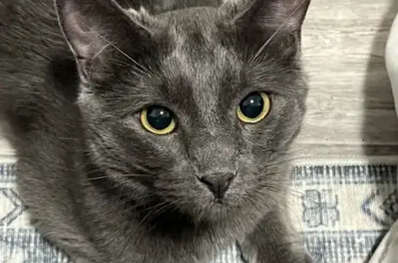 Missing Gray Cat with Brown Eyes in Hillsboro