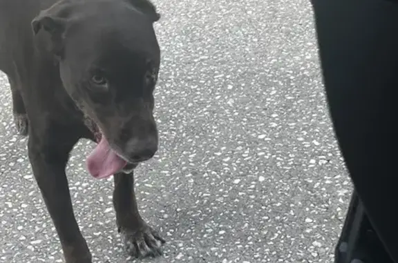 Found Friendly Male Dog, Brown - Ocala, FL