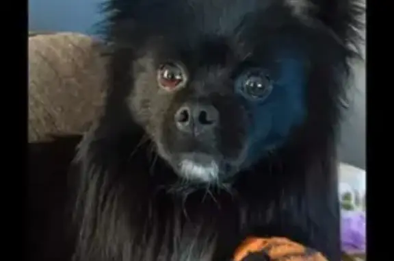 Missing: Milo, Black Pomeranian - Wood River