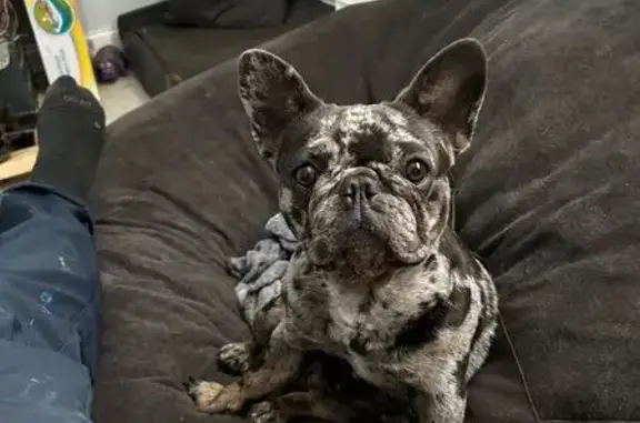 Lost Grey Merle Frenchie - Tampa 8/1/24