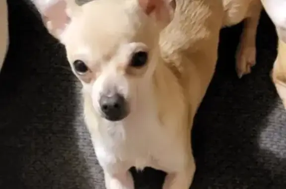 Lost Tan Chihuahua, 1 Yr, N. 76th Dr, Phoenix