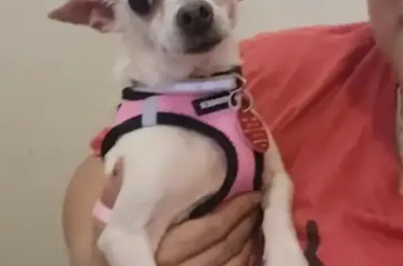 Lost Chihuahua & Son - North 76th Dr, Phoenix