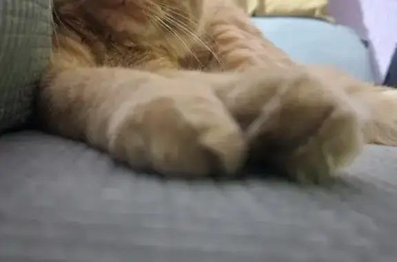 ¡Gato Naranja Perdido! Macho en CDMX