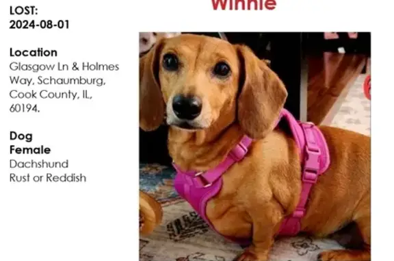 Lost Dog: Winnie Missing in Schaumburg