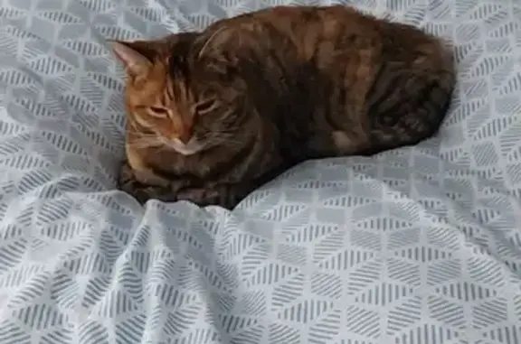 Animaux perdus Saint-Doulchard, photo: Chatte tigrée disparue à Saint-Doulchard