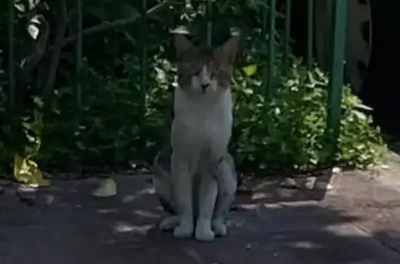 ¡Ayuda! Gato perdido en Zapopan, recién operado