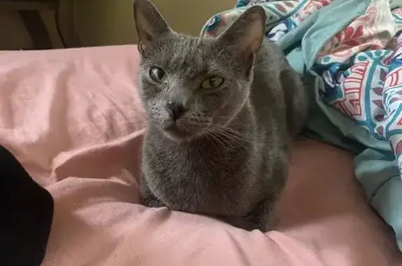 Lost Gray Cat Shiki: Missing Since July 29