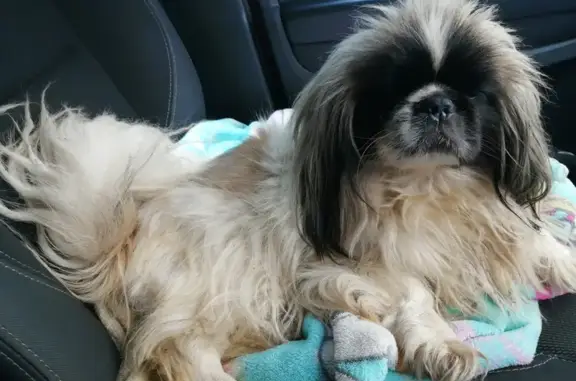 Lost Pekingese: Black Face, White Body - Pretoria