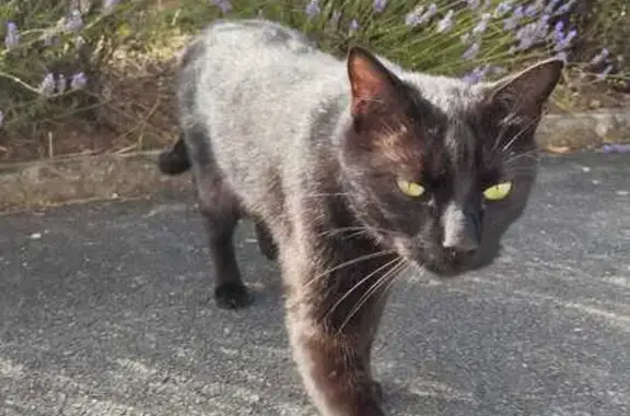 Chat noir perdu, 5 ans, Rue Jeanne d'Arc - photo
