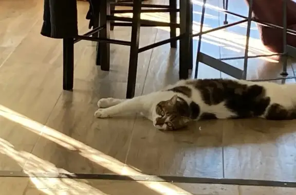 Chat mâle blanc tacheté perdu à Millau - photo