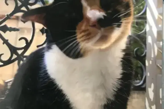Chat perdu, Bordeaux, photo: Chat Prunelle disparu près de Rue Brizard