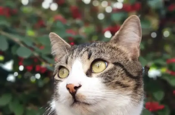 Chat perdu, , photo: Chat disparu à Doucier, rue des 3 Lacs