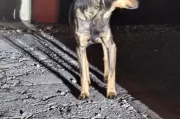 Chien maigre marron trouvé à St Félix de Rieutord - photo