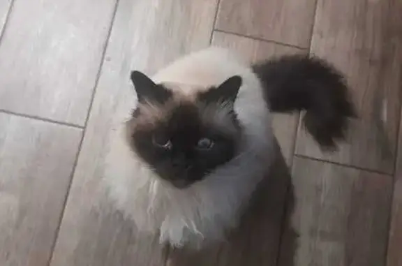 Chat perdu, , photo: Chat Sacré de Birmanie perdu à Chenereilles