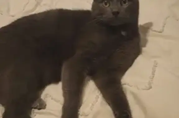 Chat perdu, Émerainville, photo: Chat gris tombé du balcon à Émerainville