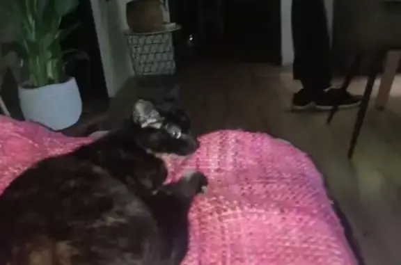 Chat trouvé : Femelle écaille de tortue - photo