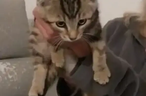 Chatte tigrée 2 mois trouvée Rue Dutailly - photo