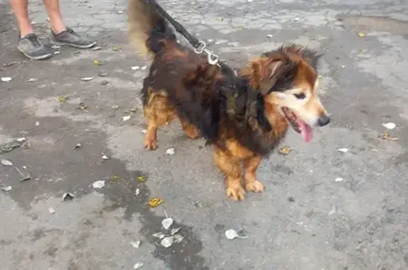 Animaux trouvés , photo: Chien mâle marron/noir trouvé Rue des Nonnes