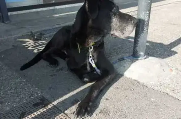 Chien noir trouvé à Villefranche-sur-Saône - photo