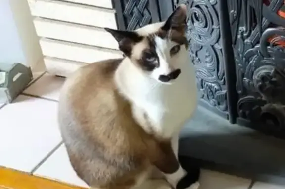 Chat perdu, , photo: Chat disparu, rasé sur les flancs, Boucé