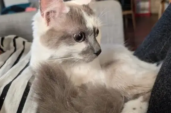 Animaux perdus Nantes, photo: Chat perdu à Nantes : Goumi ou Tikal, mâle 1,5 ans