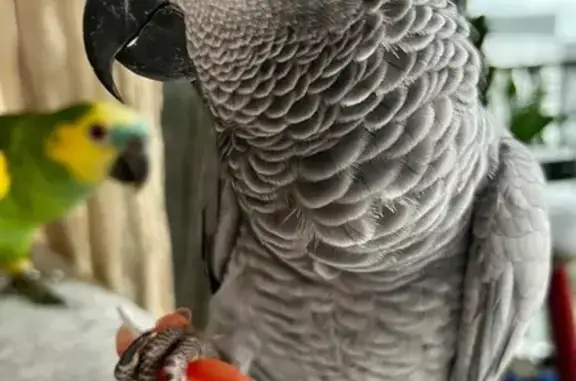 Lost African Grey Parrot in Singapore