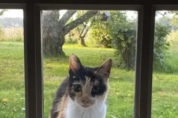Animaux trouvés , photo: Chat trouvé sans identification à Champcevrais