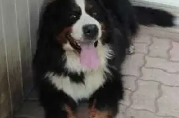 Chien perdu Pamiers, photo : Chienne bouvier bernois perdue à Pamiers