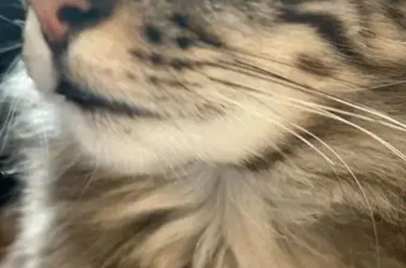 Animaux perdus Saint-Rogatien, photo: Chatte perdue à Saint-Rogatien : queue cassée
