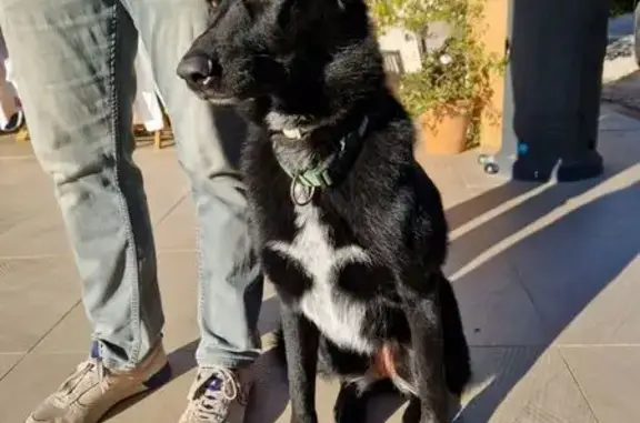 Animaux perdus La Destrousse, photo: Chienne noire craintive perdue à La Destrousse