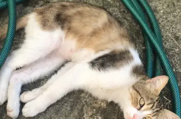 Chat tricolore mâle trouvé, affectueux et malade - photo