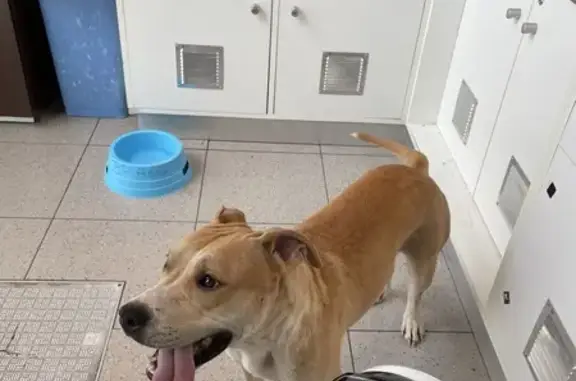 Chien trouvé , photo: Chienne trouvée sur l'A1, aire Coeur des Hauts