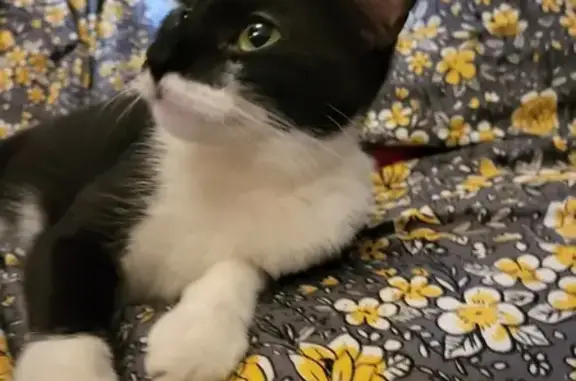 Chatte trouvée non pucée près du parc Pech - photo