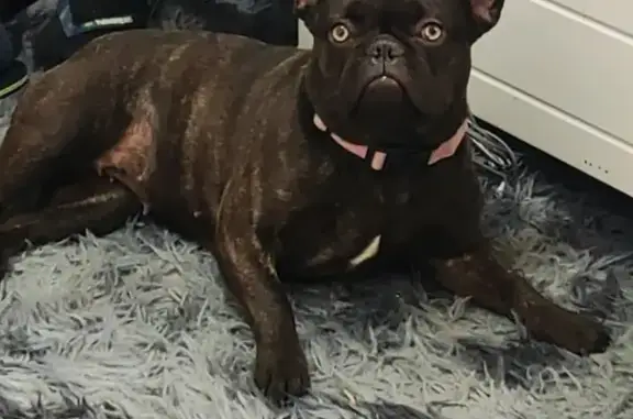 Missing Frenchie Bulldog on Eardley Road