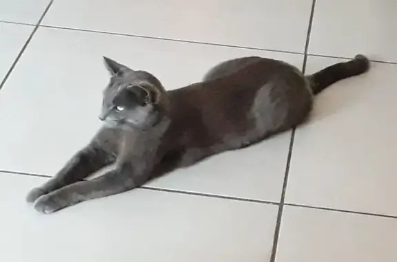 Animaux perdus , photo: Chat gris moyen perdu, besoin de médocs