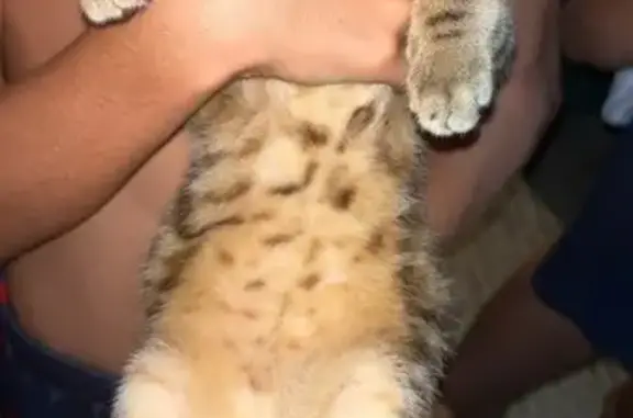 Chat trouvé, revenu au Clos des Mésanges - photo