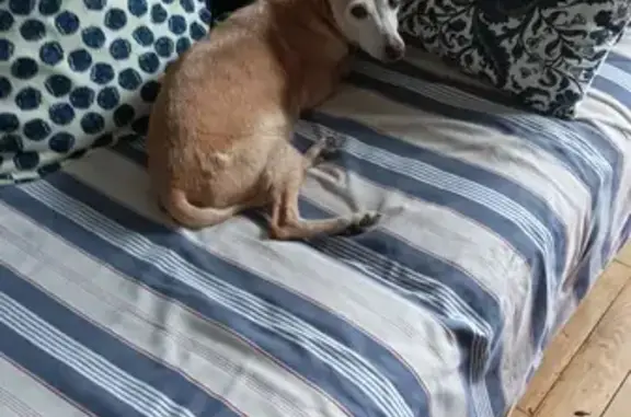 Chienne Noisette retrouvée à Bois-le-Roi - photo