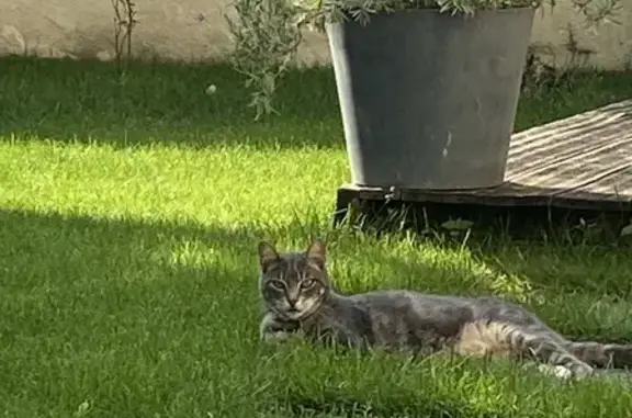 Chat perdu, Aubière, photo: Chat disparu à Aubière : Simba en danger